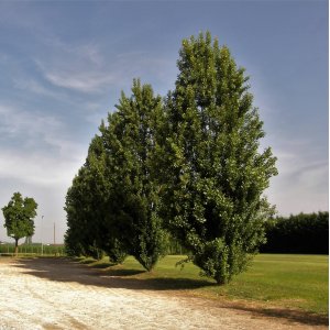 Dub letný (Quercus robur fastigiata) ´REGAL PRINCE´ - výška 250-300 cm, kont. C45L